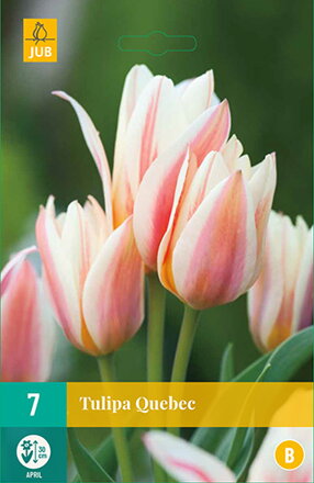 Mnohokvetý  tulipán - Tulipán Quebec 