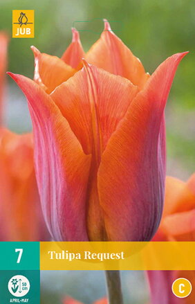 Triumph tulipán - Tulipán Request  