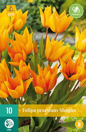 Botanický tulipán - Tulipán  praestans Shogun