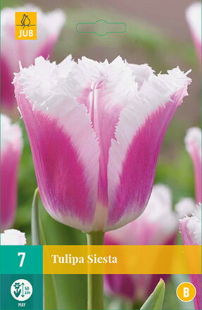 Strapkatý tulipán - Tulipán  Siesta  