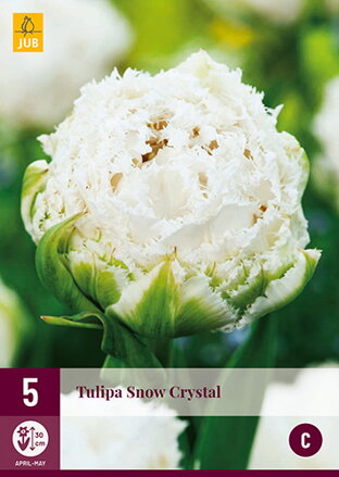 Strapkatý tulipán - Tulipán Snow Crystal