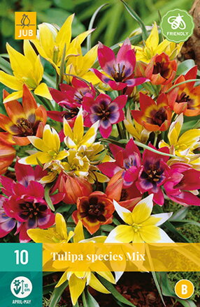 Botanický tulipán - species  Mix
