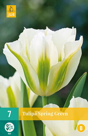 Viridiflora tulipán - Tulipán Spring Green