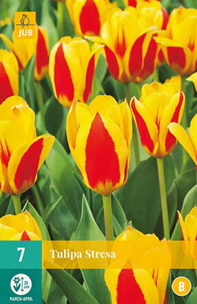 Kaufmanniana tulipán - Stresa