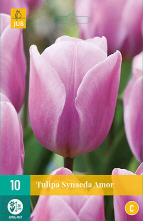 Triumph tulipán - Synaeda Amor