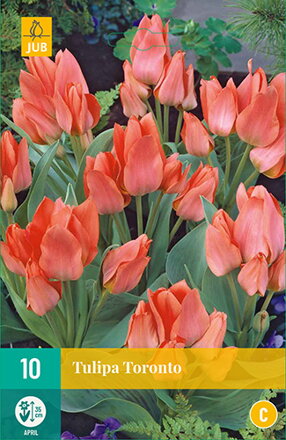 Greigii tulipán - Tulipán Toronto