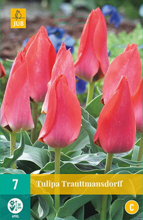 Greigii tulipán - Tulipán  Trauttmansdorff 