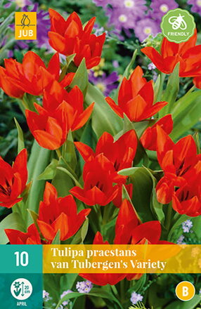 Botanický tulipán - Tulipán  praestans van Tubergens Variety