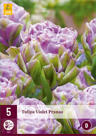Plný  tulipán - Violet Pranaa   