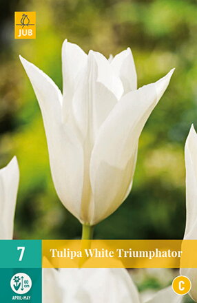 Ľaliokveté tulipány - Tulipán White  Triumphator                         