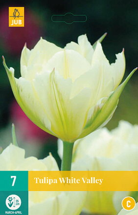 Fosteriana tulipán - Tulipán White Valley             