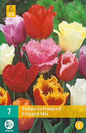 Strapkatý tulipán - Fringed Mix