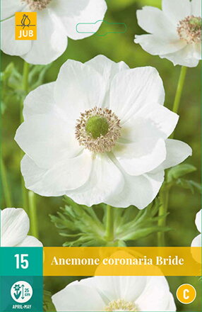 Veternica - Anemone coronaria  Bride