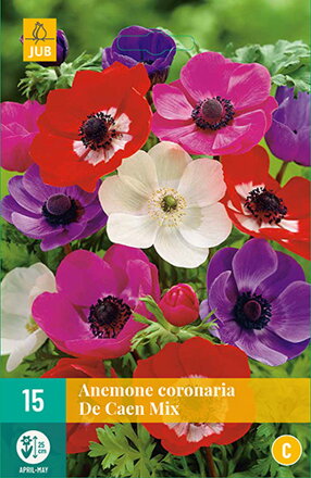 Anemone Veternica  coronaria De Caen Mix 