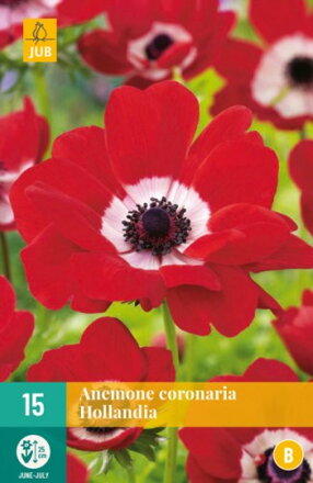 Anemone   Veternica coronaria   Hollandia 