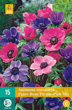 Veternica - Anemone coronaria   Purple -Pink    Mix