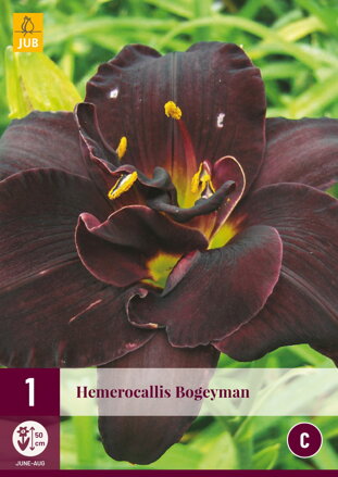 Hemerocallis Ľaliovka Bogeyman   