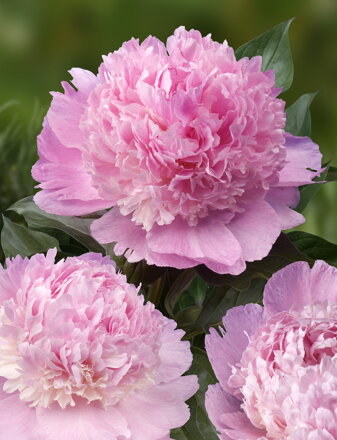 Paeonia lactiflora Pivonka Angel Cheeks  