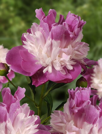 Paeonia lactiflora Pivonka Gay Paree  