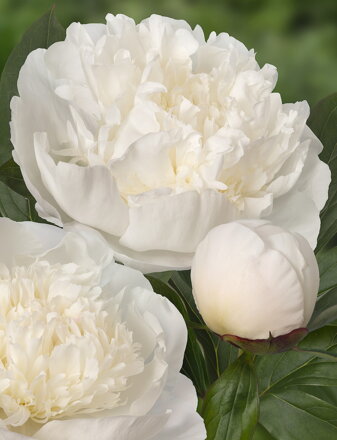 Paeonia lactiflora Pivonka Immaculee  