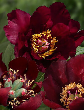 Paeonia Pivonka itoh Lafayette Escadrille  