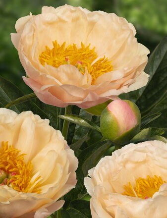 Paeonia lactiflora Pivonka Kings Day 