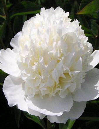 Paeonia lactiflora Pivonka Lancaster Imp  