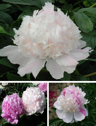 Paeonia lactiflora Pivonka Mister Ed  