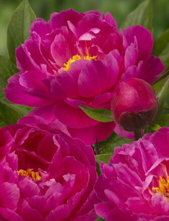 Paeonia lactiflora Pivonka Nice Gal  