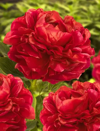 Paeonia hybrid Pivonka  Henry Bockstoce