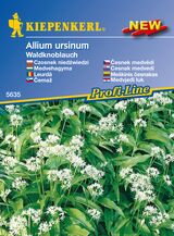 Cesnak medvedí Waldknoblauch