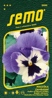 Fialka sirôtková Glacier Eis Violet White                           