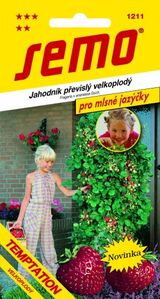 Jahoda veľkoplodá Temptation