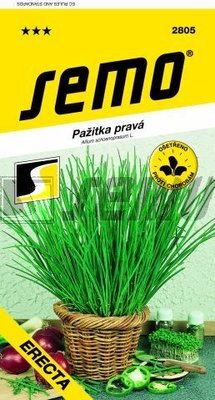Pažítka pravá Erecta                                                       