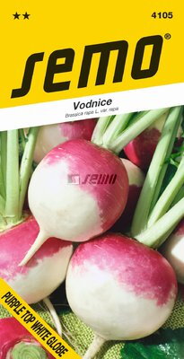 Vodnica Purple Top White Globe                                 