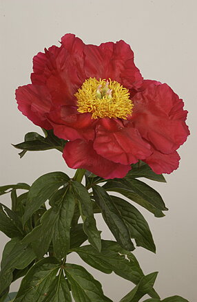 Paeonia hybrid Pivonka America  