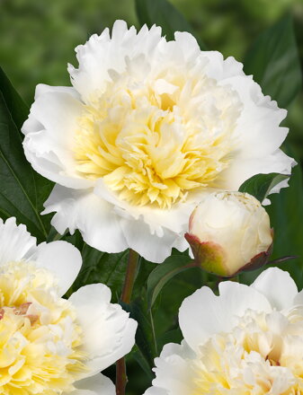 Paeonia lactiflora Pivonka Bridal Grace 