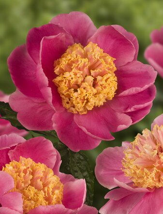 Paeonia lactiflora Pivonka Doreen 
