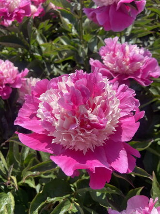 Paeonia lactiflora Pivonka He’s My Star dostupná od 24.11.2025