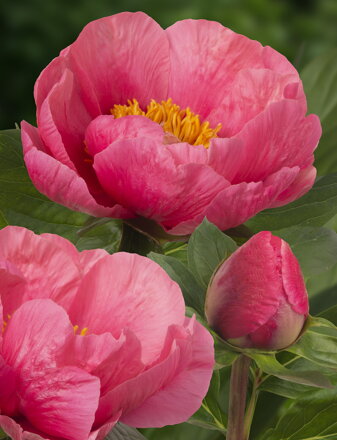 Paeonia hybrid Pivonka Lovely Rose  