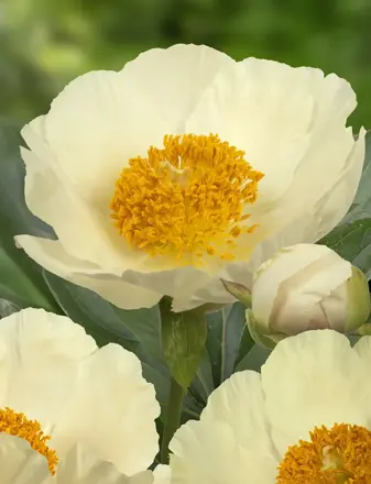 Paeonia hybrid Pivonka Moonrise  dostupná od 24.11.2025