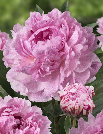 Paeonia lactiflora Pivonka Sarah Bernhardt Unique™ 