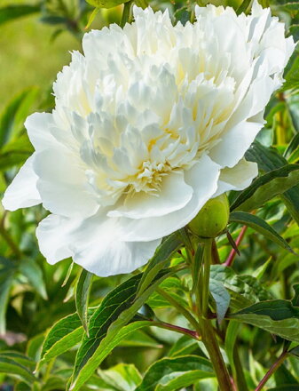 Paeonia hybrid Pivonka White Charm  