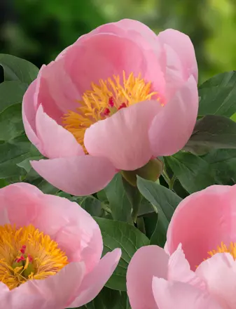 Paeonia hybrid Pivonka Soft Salmon Saucer  dostupná od 24.11.2025