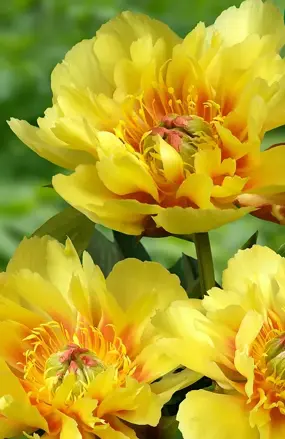 Paeonia Pivonka itoh Border Charm