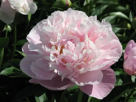 Paeonia lactiflora Pivonka Lady Alexander Duff