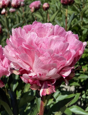 Paeonia lactiflora Pivonka Pietertje Vriend
