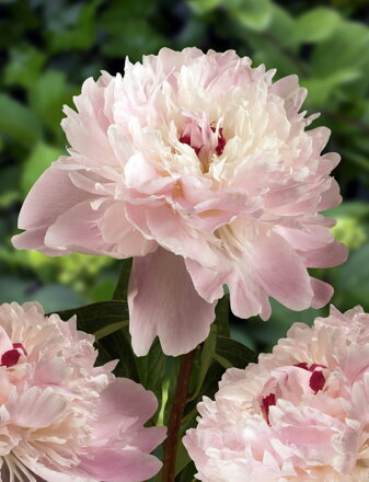 Paeonia lactiflora Pivonka Alertie    