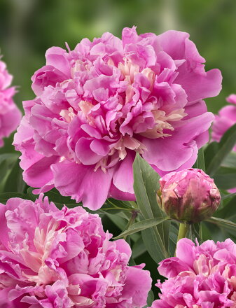 Paeonia lactiflora Pivonka Anima  