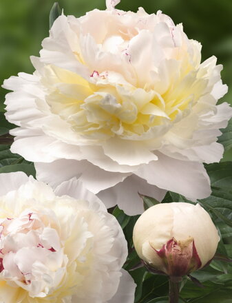 Paeonia lactiflora Pivonka Avalanche dostupná od 30.10.2023